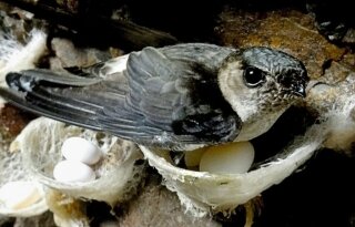 Kinh nghiệm phân biệt Yến Sào Thật – Yến Sào Giả