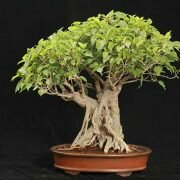 Kinh nghiệm tạo bộ đế dài – kỳ quái cho bonsai