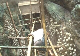 Nghề khai thác tổ yến ở Cù lao Tràm