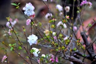 Vườn Đệ Nhất Chi Mai Giữa Lòng Thủ Đô Hà Nội