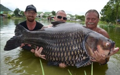 Cá chép kỹ lục thế giới nặng trên 100kg