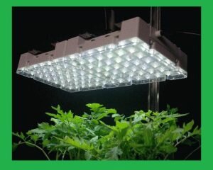 Kinh nghiệm & ứng dụng đèn chiếu sáng cho cây trồng