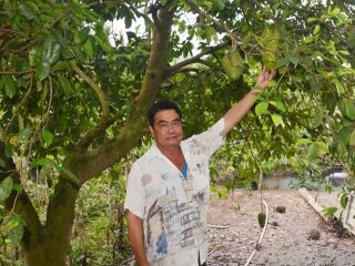 Đổi đời nhờ Mãng Cầu ghép cây Bình Bát