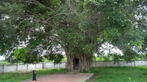 Ngắm gốc cây sanh trăm tuổi tuyệt đẹp ở Quảng Bình