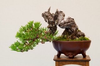 Kiến thức, Kinh Nghiệm Trồng Và Chăm Cây Thông