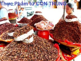 Côn trùng – Nguồn thực phẩm bổ dưỡng của nhân loại