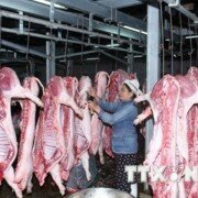 Phát hiện thịt lợn có chất cấm tại Hà Nội