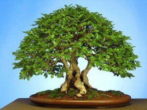 Nghệ thuật Bonsai Nhật Bản – Tổng quan và minh họa bằng video