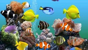 Tìm hiểu gốc tích của những loài cá cảnh