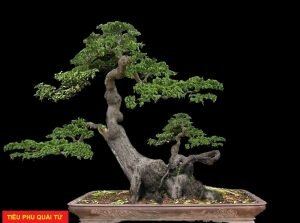 Tìm hiểu về cây thế cổ truyền Việt Nam