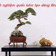 Kỹ thuật quấn kẻm và kinh nghiệm chọn thời điểm cho từng chủng loại bonsai