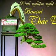 Quá trình tạo cây bonsai thác đổ và kinh nghiệm nuôi ngọn