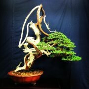 Kỹ thuật ghép cây bonsai non với gốc cây khô hoặc gỗ lũa