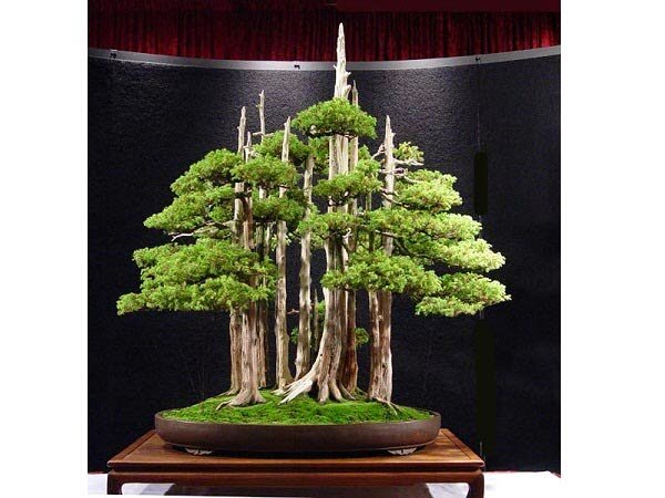 Bonsai rừng - Cùng khám phá những tác phẩm nghệ thuật độc đáo từ những cây cảnh bonsai rừng. Với sự kết hợp tuyệt vời giữa tài năng của con người và sự tài tử của thiên nhiên, những cây bonsai rừng sẽ đưa bạn vào một thế giới hoàn toàn khác biệt, nơi mà bạn có thể tận hưởng sự thanh tịnh và sự nghiêng mình trước vẻ đẹp của thiên nhiên.