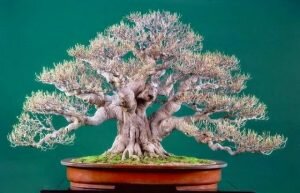 Kinh nghiệm của nghệ nhân về bộ cành bonsai đẹp