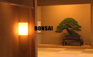 Thăm vườn Bonsai MASASHI HIRAO của nghệ nhân người Nhật Bản