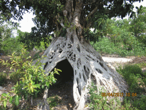 Chiêm ngưỡng cây đa có bộ rể khủng tại Tân Châu – Tây Ninh