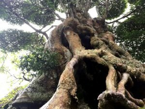 Clip cận cảnh cây Mai Chiếu Thủy cổ thụ 500 tuổi